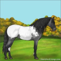 Horse Color:Blue Roan Appaloosa