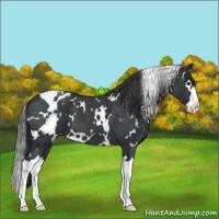 Horse Color:White Spotted Blue Roan Splash Appaloosa 