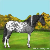 Horse Color:Blue Roan Tobiano Appaloosa