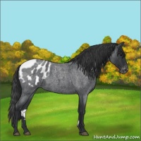 Horse Color:Blue Roan Appaloosa