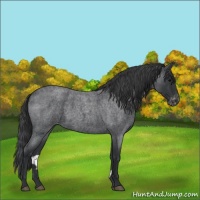 Horse Color:Blue Roan Varnish 
