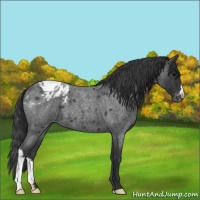Horse Color:Blue Roan Varnish 