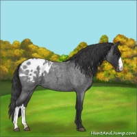 Horse Color:Blue Roan Appaloosa