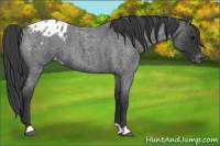 Horse Color:Blue Roan Appaloosa 