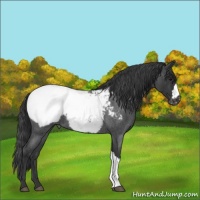 Horse Color:Blue Roan Appaloosa