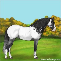 Horse Color:Blue Roan Splash Appaloosa