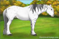 Horse Color:White Spotted Blue Roan Splash Appaloosa 