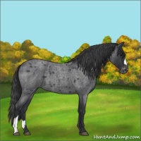 Horse Color:Blue Roan Varnish 