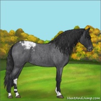 Horse Color:Blue Roan Snowcap 
