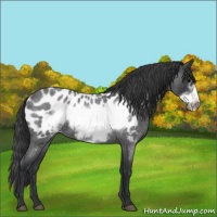 Horse Color:Blue Roan Frame Appaloosa 