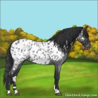 Horse Color:Blue Roan Appaloosa 