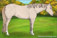 Horse Color:Perlino Roan 
