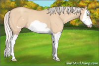 Horse Color:Silver Amber Champagne Dun Splash Frame
