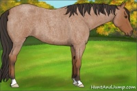 Horse Color:Bay Roan 