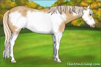 Horse Color:Palomino Roan Splash Frame 