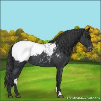 Horse Color:Blue Roan Appaloosa 