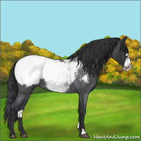 Horse Color:Blue Roan Frame Snowcap 