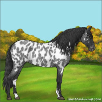 Horse Color:Blue Roan Near Leopard 