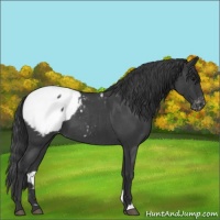 Horse Color:Blue Roan Appaloosa