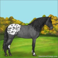 Horse Color:Blue Roan Appaloosa 