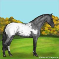 Horse Color:Blue Roan Snowcap 