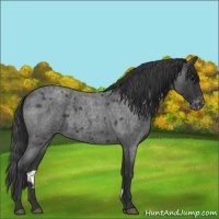 Horse Color:Blue Roan Appaloosa 