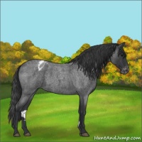 Horse Color:Blue Roan Appaloosa 
