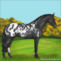 Horse Color:Blue Roan Near Leopard 
