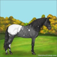 Horse Color:White Spotted Blue Roan Snowcap 