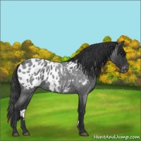 Horse Color:Blue Roan Appaloosa