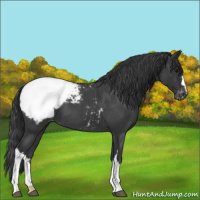 Horse Color:Blue Roan Snowcap
