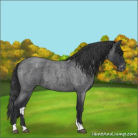 Horse Color:Blue Roan Appaloosa 