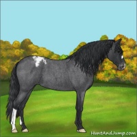 Horse Color:Blue Roan Varnish 