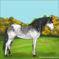 Horse Color:White Spotted Blue Roan Appaloosa 