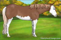Horse Color:Chestnut Splash 