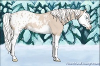 Horse Color:Silver Smoky Creme Splash Appaloosa