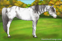 Horse Color:White Spotted Smoky Black Appaloosa Rabicano