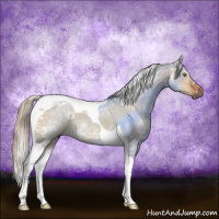 Horse Color:Gray Silver Brown Ice Dun Tobiano 