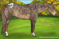 Horse Color:Gray Chocolate Palomino Ice Sabino Appaloosa 