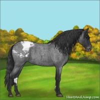 Horse Color:Blue Roan Appaloosa 