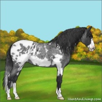 Horse Color:White Spotted Blue Roan Frame Appaloosa 
