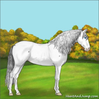 Horse Color:Blue Roan Splash Frame Appaloosa