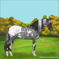 Horse Color:White Spotted Blue Roan Snowcap