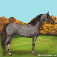Horse Color:Liver Red Roan 