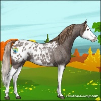 Horse Color:Liver Red Roan Splash Appaloosa 