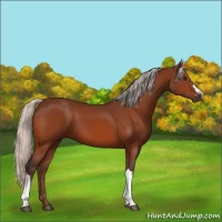 Horse Color:Silver Bay 