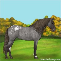 Horse Color:Smoky Blue Roan Appaloosa 