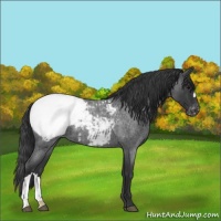 Horse Color:Blue Roan Appaloosa 