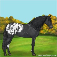 Horse Color:Blue Roan Appaloosa 