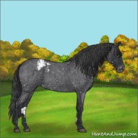 Horse Color:Blue Roan Snowflake Varnish